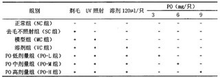 广藿香精油能保护皮肤光老化损伤 第 2 张